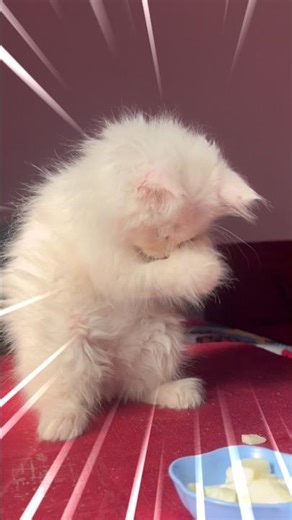 Cherry Food ASMR 🐱🥚Eating Boiled Egg |#cat #catshorts #kitten #viral #food #kittenfood