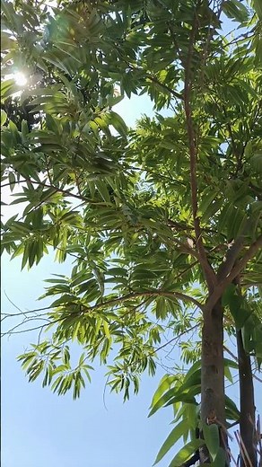 Beautiful Green Trees 🌿 Nature Beauty | Relaxing Greenery Shorts #shorts