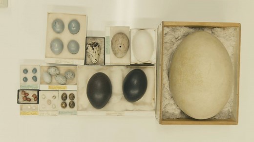 The world’s largest egg is located in Chicago’s Field Museum, which contains one of the largest bird collections in the world, with over 60,000 total eggs. (No, it’s not an ostrich egg, and no, you can’t eat it.) | Atlas Obscura