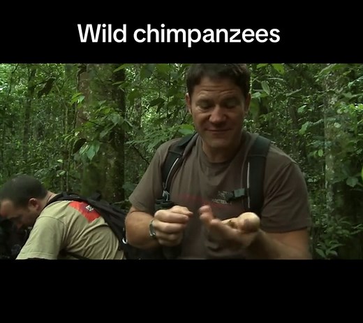 Understanding Wild Chimpanzees: Behavior and Social Life