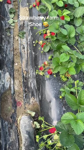 Experience the Joy of Strawberry Farming