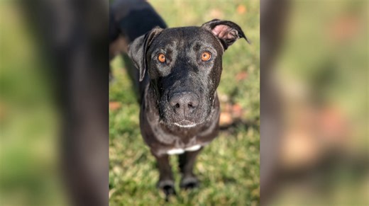 Quill, the friendly dog, is ready for adoption
