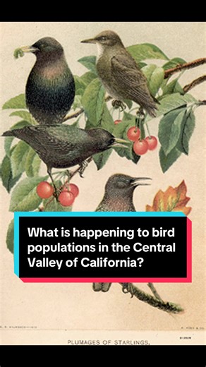 Many people are familiar with the chart showing that wild animals now make up a small share of global biomass. Less visible are the changes occurring within wild bird populations themselves. In California’s Central Valley, native birds that depend on clean water, intact vegetation, and complex habitats have declined sharply. At the same time, non-native species that adapt well to heavily modified environments have become more common. These patterns reflect broader changes in land use, water qual