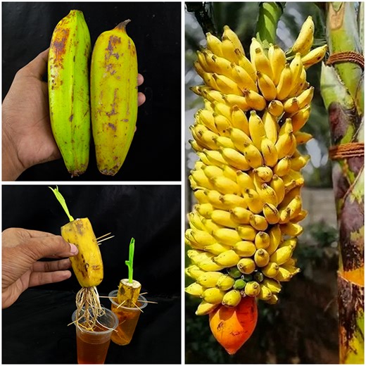 3.4M views · 33K reactions | How to grow banana trees from banana fruits with use onion as Rooting Hormone in water !!! | Rana Craft | Facebook