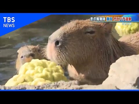 冬の風物詩、カピバラ温泉