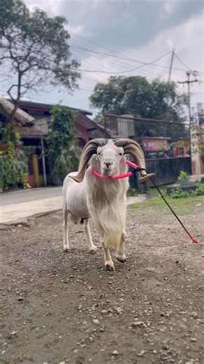 Gagah 😎 #dombagarut #domba #sukadombaofficial #sheep #goat