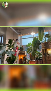 4.7K views · 17 reactions | Discover the best grow lights and lighting strategies to transform your indoor plant display! | Kevin Torres | Facebook