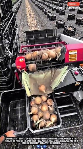 Worker Onion Harvest Innovation Makes Farming Job Easy Work with Modern Technology