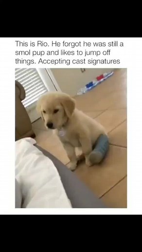 Meet Rio: The Playful Puppy on the Mend