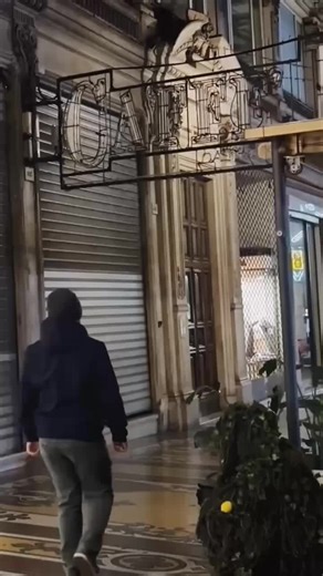 Hello🌲😂 #prank #comedy #funny #fyp