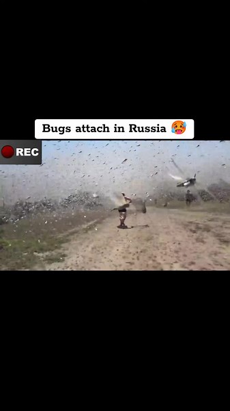Video shows swarm of locusts attack and cover whole open space in Vologard, Russia in 2019. - massive locust swarm darkened skies affected regions in southern Russia. - devastated crops and vegetation. - Swarm lasted several days with increased risk of respiratory diseases. . . . #Locust #Swarm #Agricultural #Crisis #Russia #Environment #ClimateChange #GlobalImpact #CropDamage #Pest #Control #Food #security #Emergency #PublicHealth #DisasterManagement #NatureCrisis #ClimateAction #TrendingNow #B