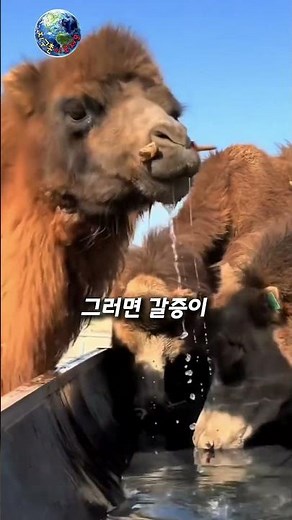 Why Can Camels Go So Long Without Water? #Curiosity #Animals