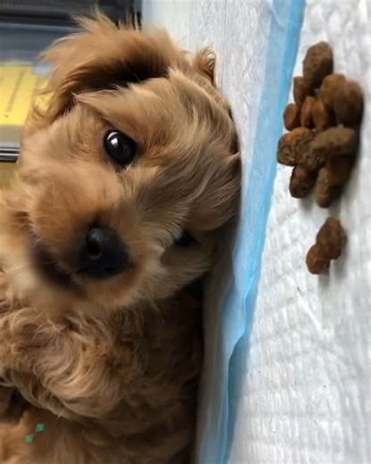 140K views · 5.5K reactions | Get ready for some hilarious paws and giggles! | Animal Antics | Facebook