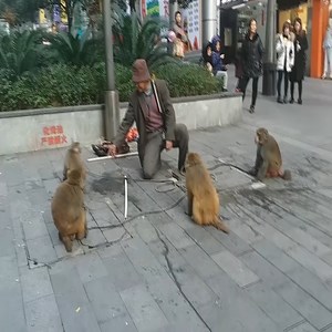 Man controls three monkeys to make money. #monkey | Monkey New