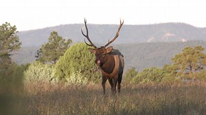 74K views · 595 reactions | “The fourth morning of the hunt was absolute chaos, there were bulls bugling in every direction.” Watch Neill Haas and Rusty McDaniels in the latest episode of “The Obsessed” as they bow hunt elk on public land in New Mexico's Mountain Country. #itsanobsession | Mossy Oak | Facebook