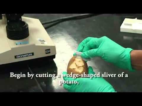 Potato Staining for Microscopy - A Level Biology