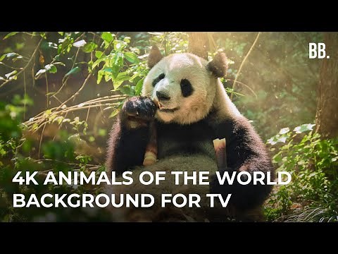 4K World Animals & Wild Sounds | 4K Wild Animals Relaxing Film | Wildlife Animals ScreenSaver