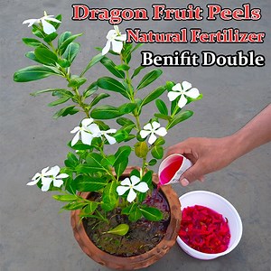 13K views · 61 reactions | How to make compost from dragon fruit peels | Liquid compost fast and easy way | Rana Craft | Facebook