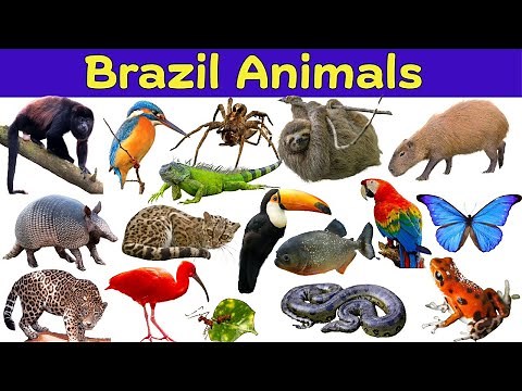 Brazil Animals | Discover The Most Amazing Creatures Of Brazil | Learn About Brazil's Wildlife