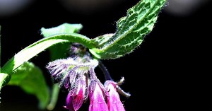 La consoude : utilisations, bienfaits et risques