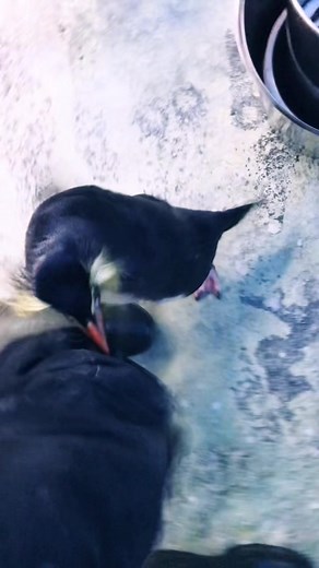 🤬🤬🐧 #dårligdag #hangry #pingvin #odensezoo #zoo #penguin #odense #animals