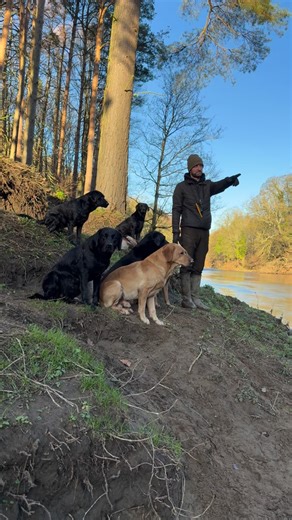 Martin Hopps on Instagram: "Fergus #pheasantshooting #labradorretriever #chocolatelab #foxredlab #yellowlab #blacklabsquad #training #teampureflax #gundogtrainer #slingleygundogs #pickingupteam #instavideo"