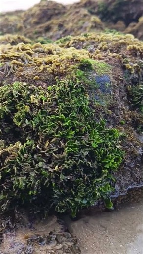 Lush Green Moss & Seaweed on Coastal Rocks! 🌿🌊