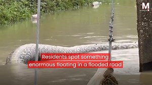 Enormous 19.6ft python found in the middle of flooded road in Thailand - Watch the full video: https://msft.it/6001oGr1D | MSN UK