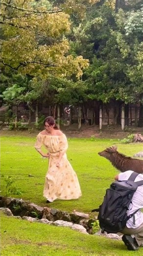 奈良の鹿さんに驚きを隠せない観光客🫎
