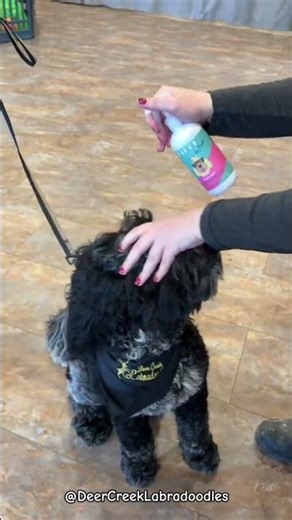 We love @floofbybrodie ‘s Floof Juice! #doodlepuppy #labradoodlepuppy #goldendoodle #doglove