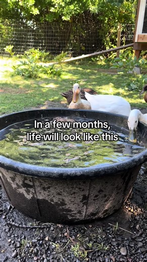 #ducks #smallfarm #familyfarm #springtime | ducks