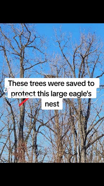 Part of my job as an environmental engineer is to protect environmentally sensitive habitats like these during construction. #fyp#foryourpages#environmentalprotection #environmental#BaldEagle #bird