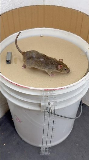 DIY Bucket Mouse Trap – Simple & Smart! #rat
