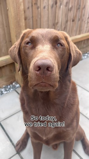 112K views · 4.7K reactions | Hector tries the egg challenge 讀 #labrador #dog #dogsofinstagram #dogs #staycation #labradorpuppy #adventuredog #adventure #airbnb #viral #viralvideos #fyp #dogreel #dogreels #dogoftheday #dogsofinstagram #funnydog #funny #happy #egg #eggchallenge #eggs | Hector the choco labo | Facebook