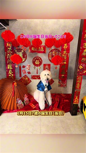 長崎旅の第4弾❣️10泊旅の４日目は長崎でレンの誕生日会をしました🥰宿泊中のアイランド長崎はスパ入り放題。朝食も和食洋食食べ放題😆😆❣️❣️ワンコ達を楽しませながら、飼い主達も大満足🥰#長崎県 #旅行#大型犬#プードル