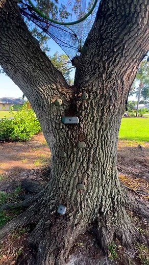 Turning trees into backyard dreams! #treenetwillys #treenet #netlife #treehouse
