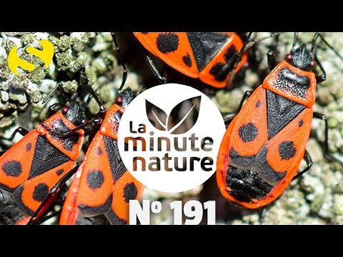 PUNAISE, LES GENDARMES ! (No 191)