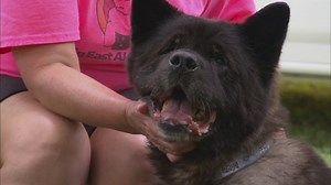 Shelter Me: Big East Akita Rescue