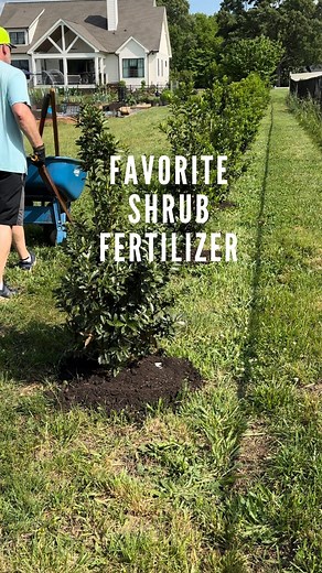 Julie | Farmhouse On Waters on Instagram: "We use Jobe’s fertilizer spikes on our shrubs and trees. (Not Sponsored) We have used these spikes for years and have had great results. Tips - For an easier install, install after it has rained. The ground will be softer making it way easier. Install spike along the foliage drip line not at the base/trunk of the shrub/tree. Optional - We also added a layer of organic food waste compost because we had some leftover from our raised garden bed project. Mu