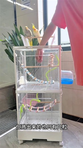 "3-Year-Old Multi-Level Bird Cage with Cockatiels - Setup & Review #parrot #shorts