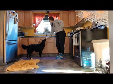 Ashley Reitmaier-Lesson 7.2, Evaluate stimulus control rules 1&3, cue 'line up'