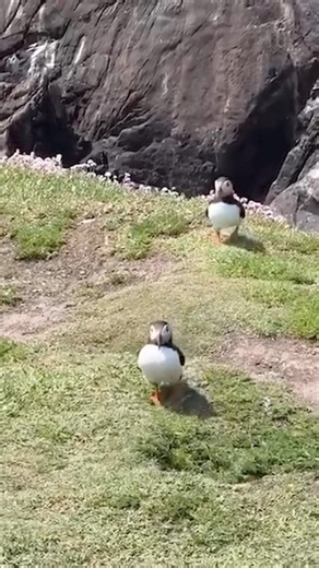 Funny fail 😂😂😂 April 2026 Part10 #shorts #funny #fail