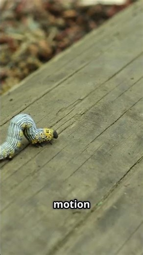 Fun Inchworm Facts #MindBlowingFacts #PetLovers #pets#Wildlife#AnimalTrivia #NatureLovers#funfacts