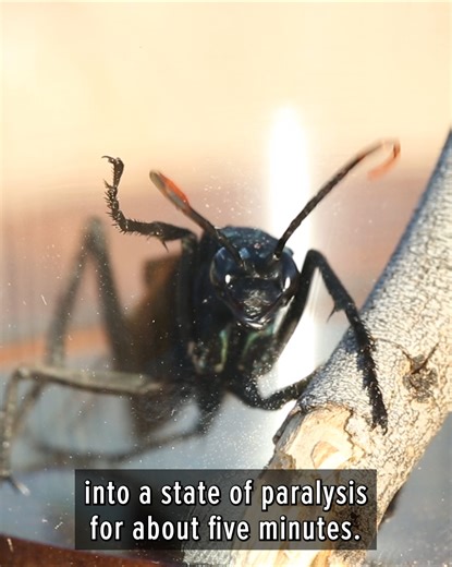 505K views · 3.1K reactions | Can one sting be worse than a group attack?? | Coyote Peterson | Facebook