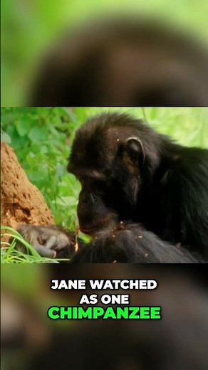 Jane Goodall Chimpanzees Made Tools! Redefining Humanity