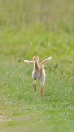 Little sandhill crane baby practicing to fly ,priceless video must watch##crane##bird##fly##practise##nature##wildlife##animals##reel##dira##saha# | Dira Saha