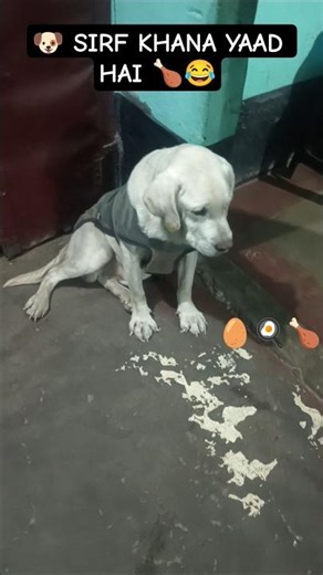 Is Labrador Ko Sirf Khana Yaad Hai 😂🐶 #shorts #funny