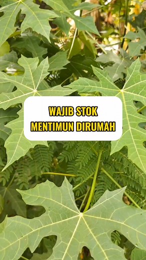 Manfaat Mentimun yang harus diketahui #mentumun #timum #sehat #alami #drzaidulakbar | Galeri Sehat