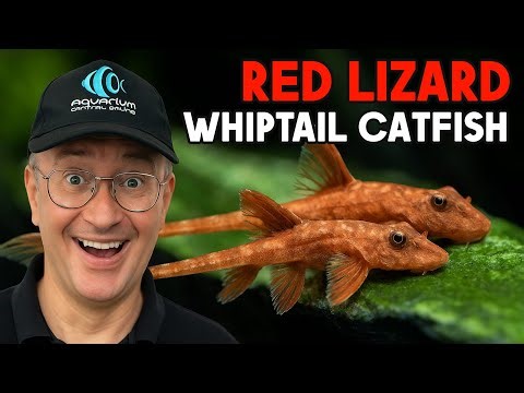 Glowing Reds, Dragon Tails: Meet the Red Lizard Whiptail Catfish