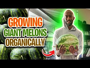 How to Grow Giant Watermelon at Home?
